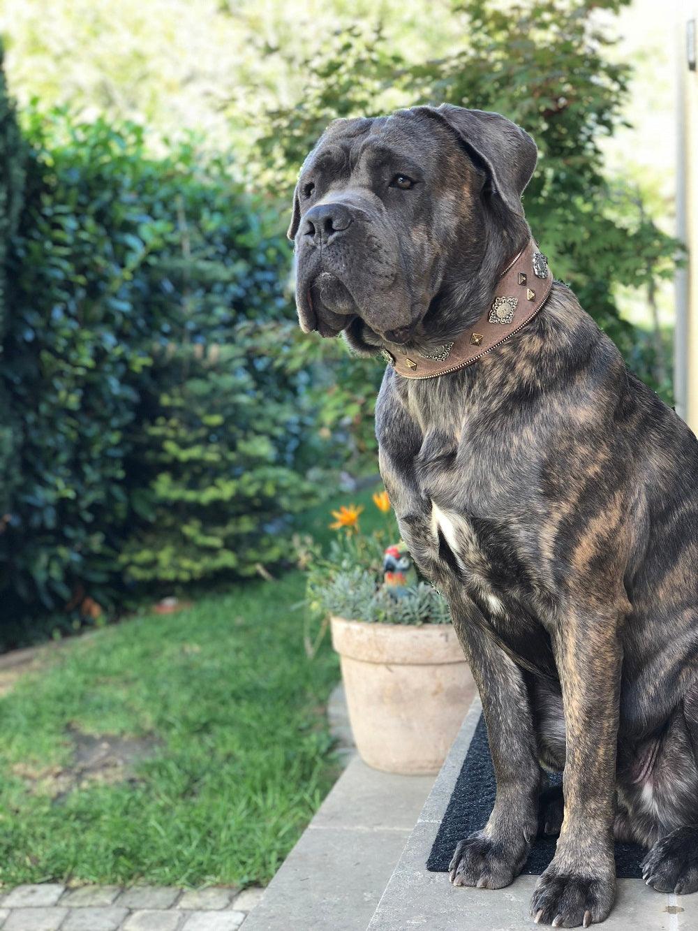 all dogs products all cats products all small animal products