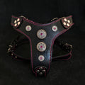 all dogs products all cats products all small animal products