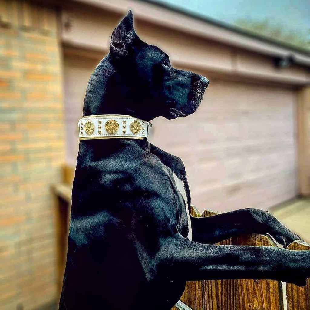 all dogs products all cats products all small animal products