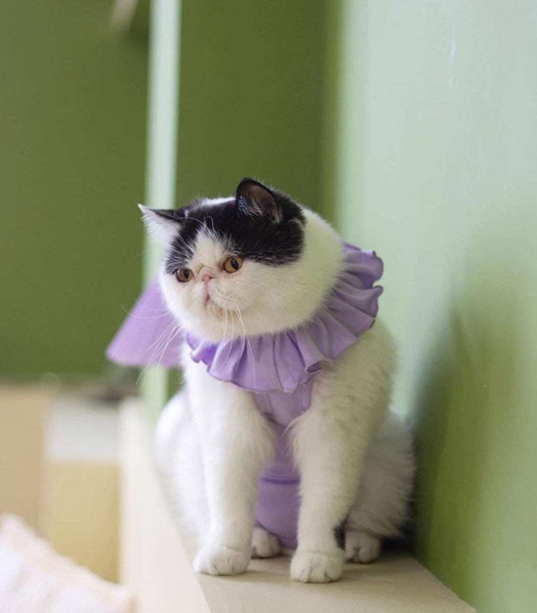 all dogs products all cats products all small animal products