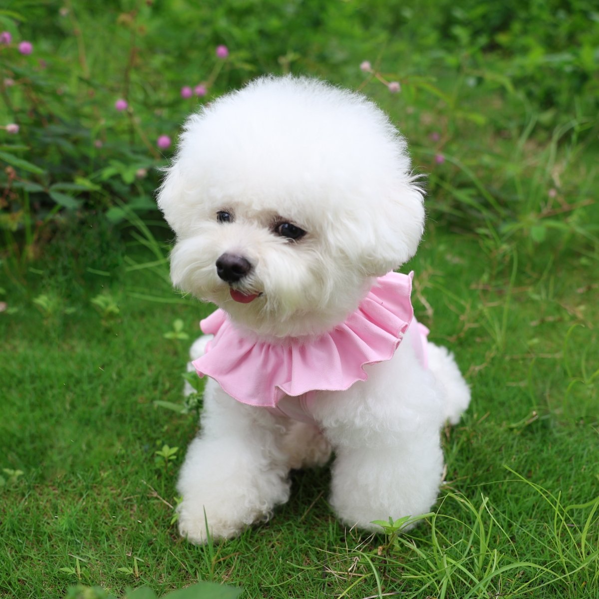 all dogs products all cats products all small animal products