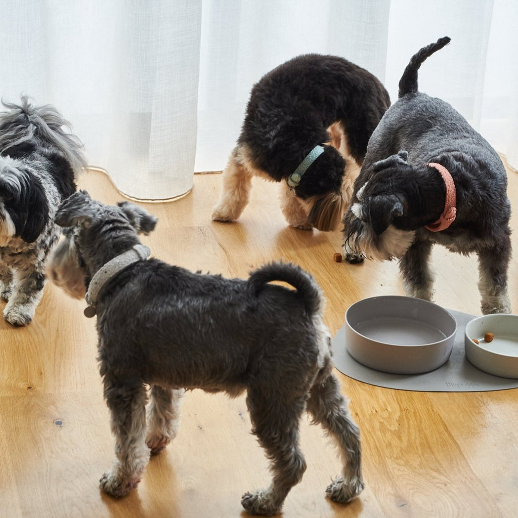 all dogs products all cats products all small animal products