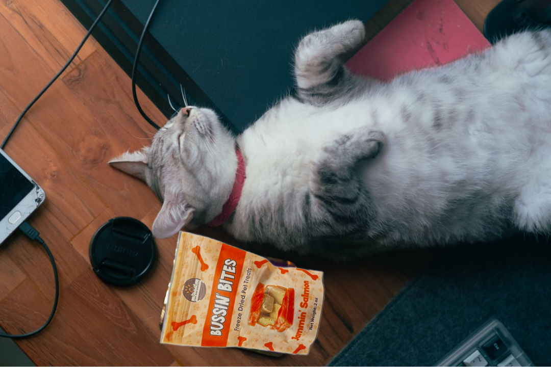 Single Ingredient, High Value Freeze-Dried Training Treats for Dogs & Cats - Salmon