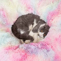 all dogs products all cats products all small animal products