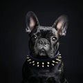 all dogs products all cats products all small animal products
