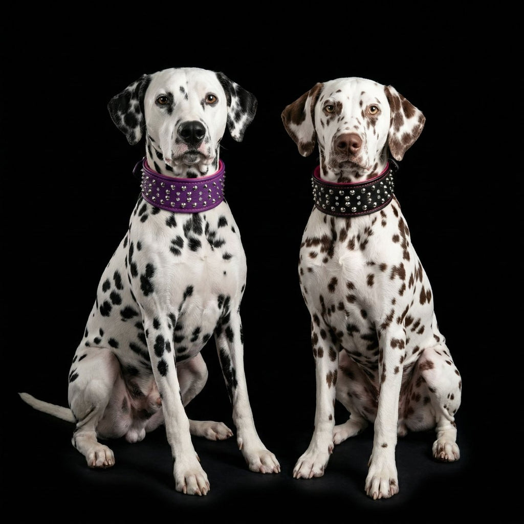 all dogs products all cats products all small animal products