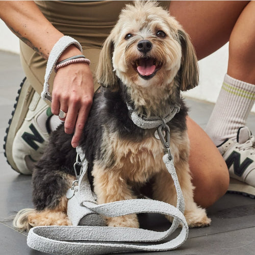 all dogs products all cats products all small animal products