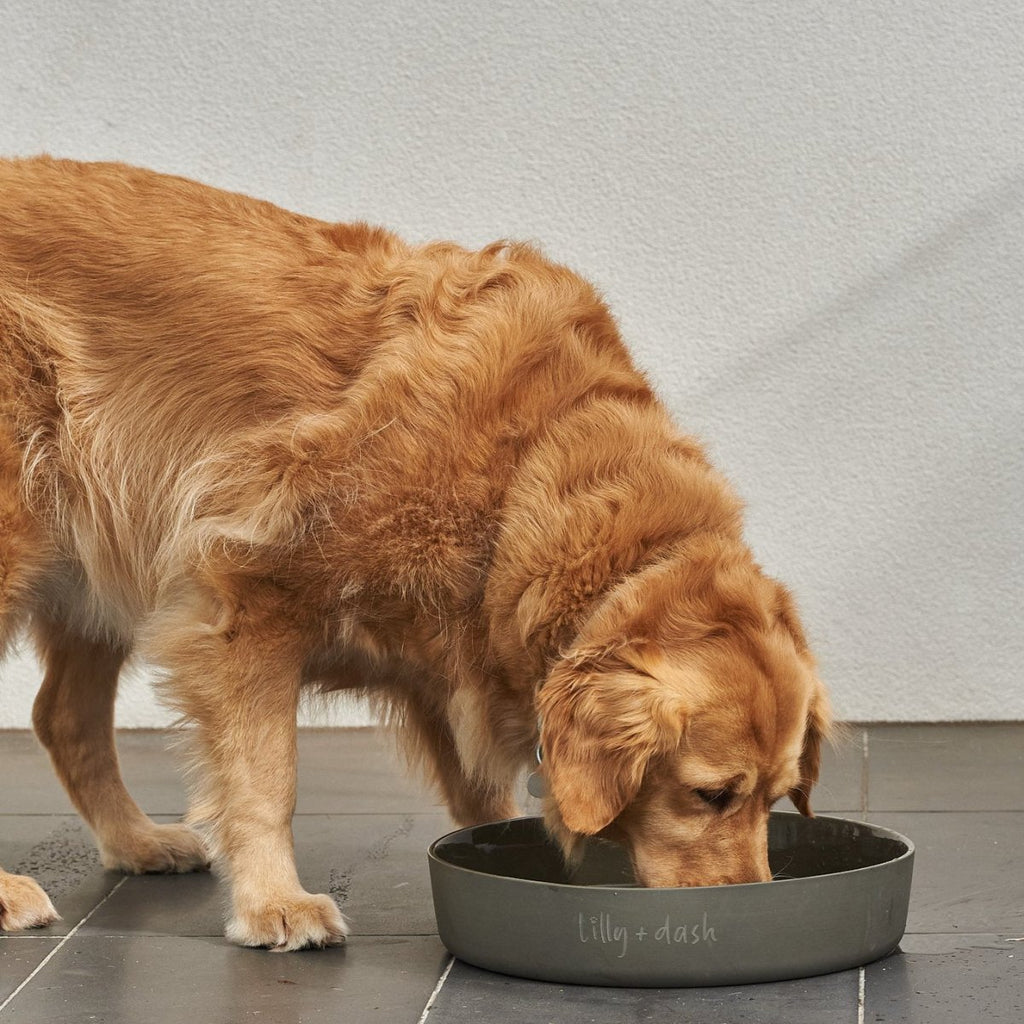 all dogs products all cats products all small animal products