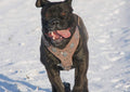 all dogs products all cats products all small animal products