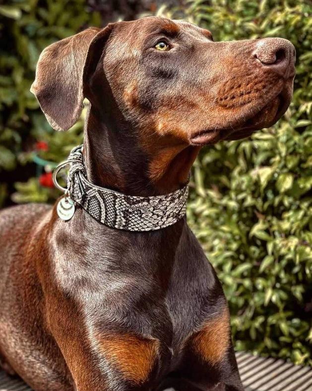 all dogs products all cats products all small animal products