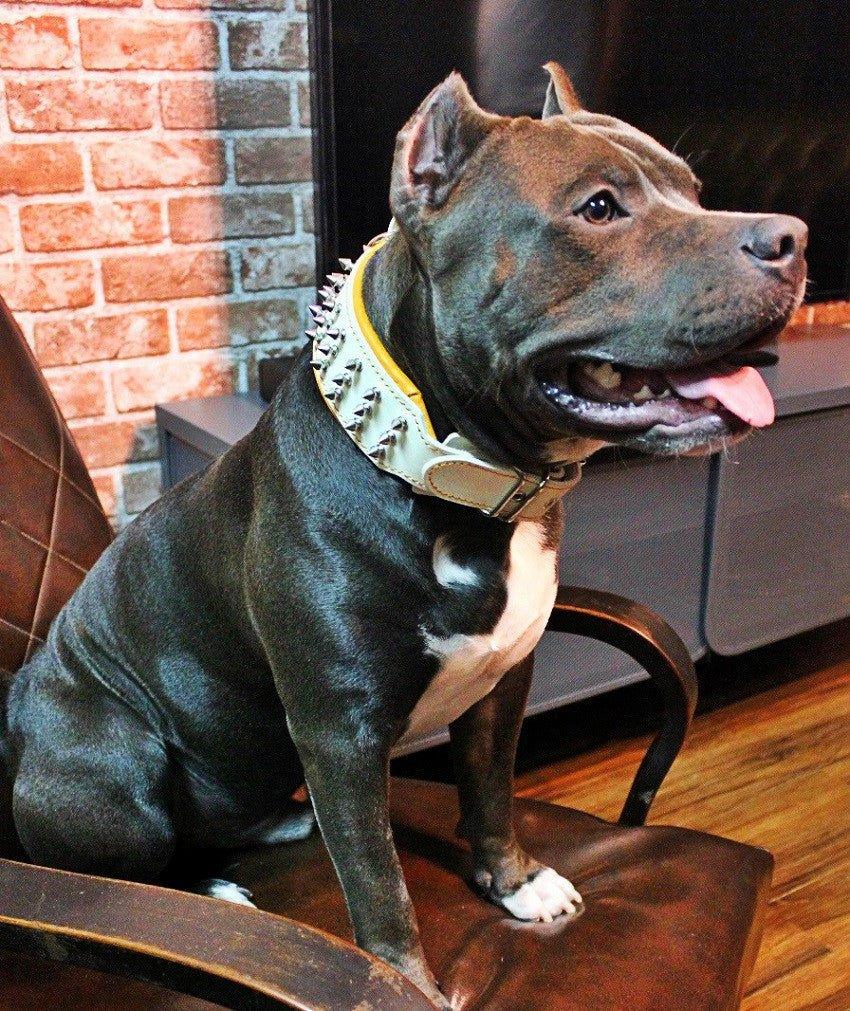 all dogs products all cats products all small animal products