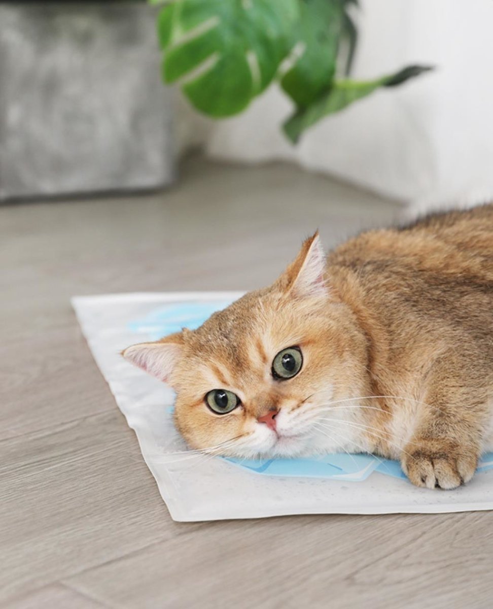 all dogs products all cats products all small animal products