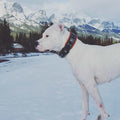 all dogs products all cats products all small animal products