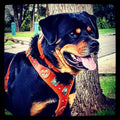 all dogs products all cats products all small animal products