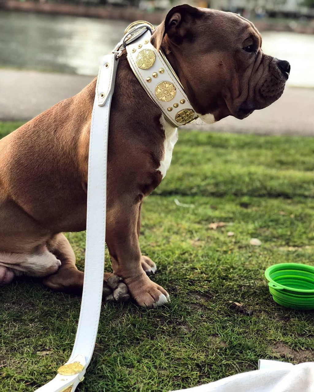 all dogs products all cats products all small animal products
