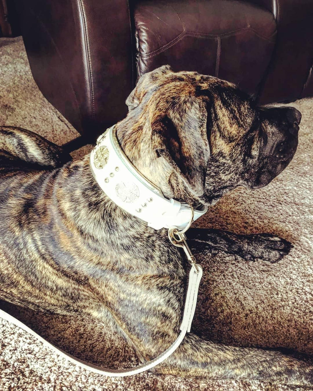 all dogs products all cats products all small animal products