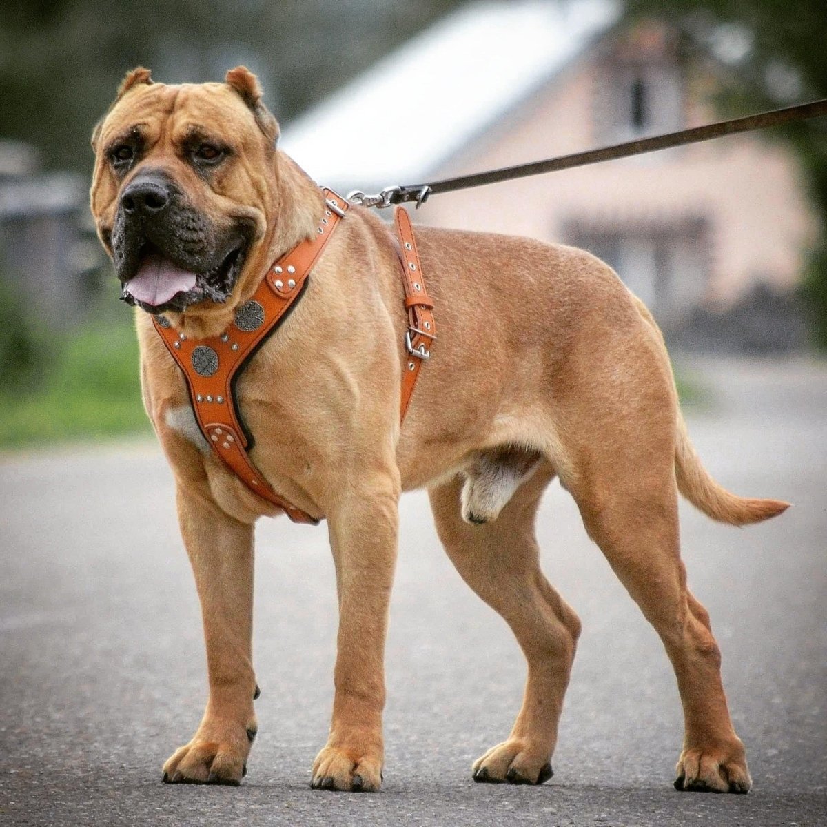 all dogs products all cats products all small animal products