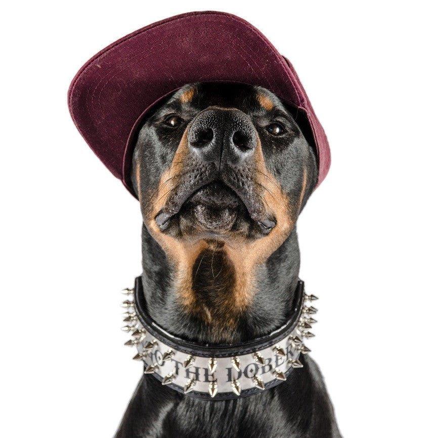 all dogs products all cats products all small animal products