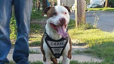 all dogs products all cats products all small animal products