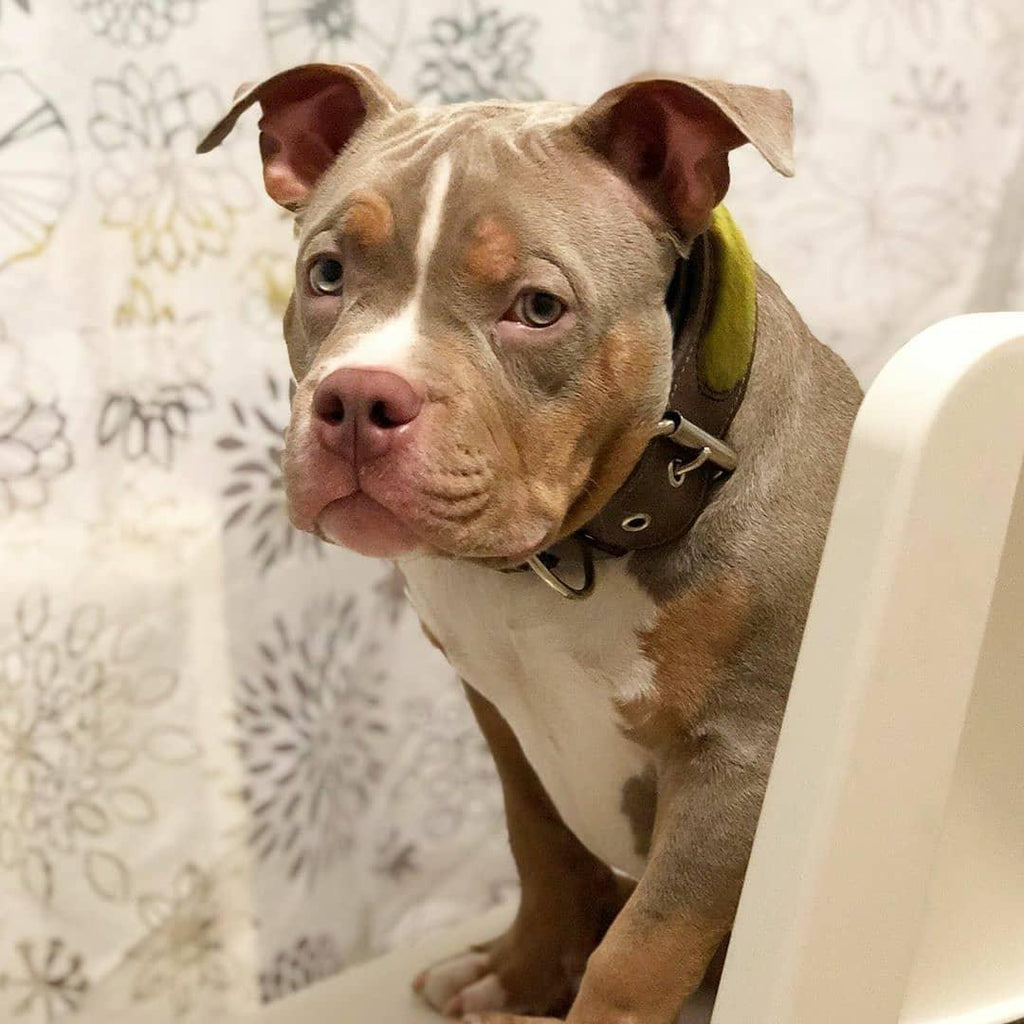 all dogs products all cats products all small animal products