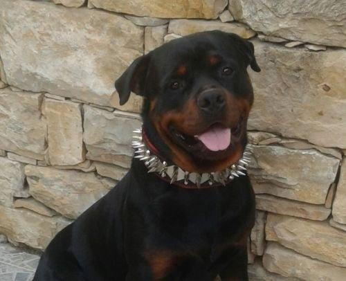 all dogs products all cats products all small animal products