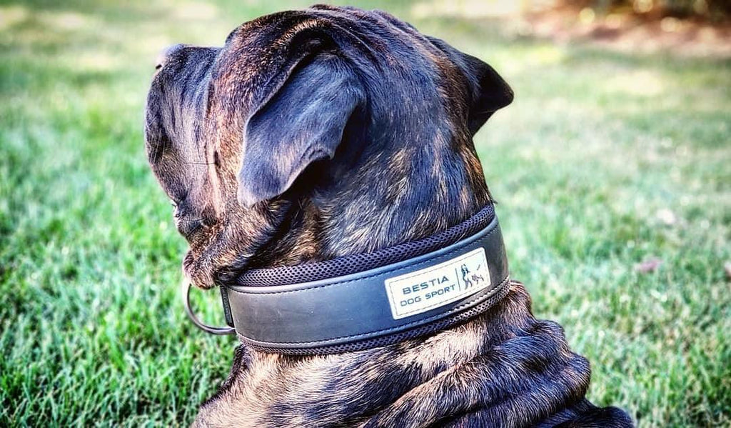 all dogs products all cats products all small animal products