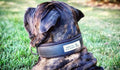 all dogs products all cats products all small animal products