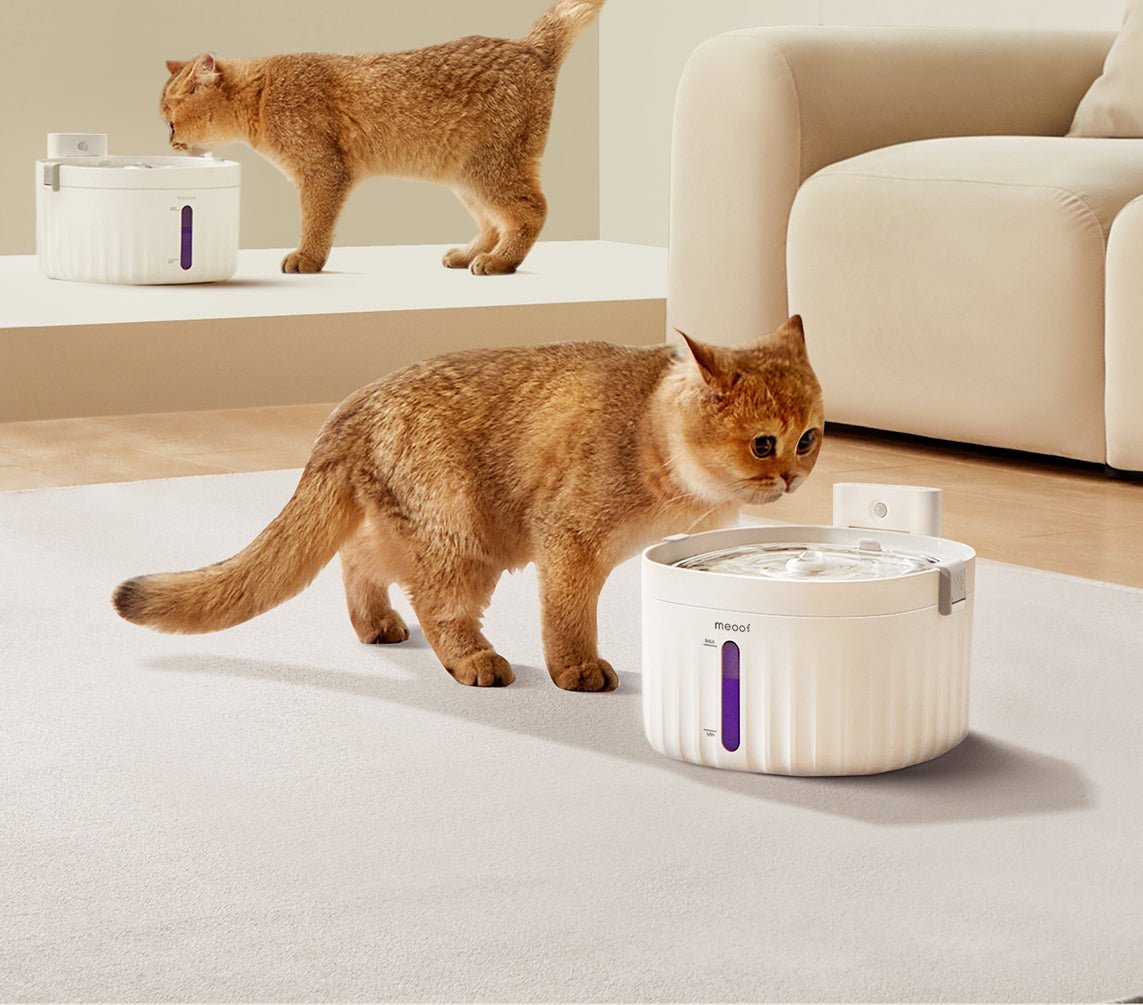 all dogs products all cats products all small animal products